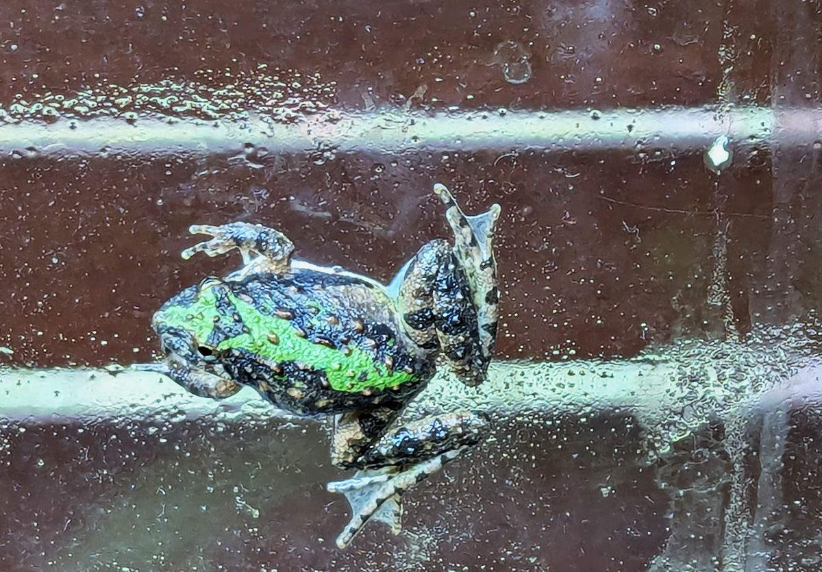 CernunnosF's tweet photo. Cope’s Gray Treefrog - Cope’s gray treefrog and the eastern gray treefrog can look nearly identical — green, gray, mottled, bark-like, beautiful little shapeshifters.

To know who you’re meeting, you have to listen.
https://t.co/ctphKrquY6 #Frogface https://t.co/at9cldHZ0v