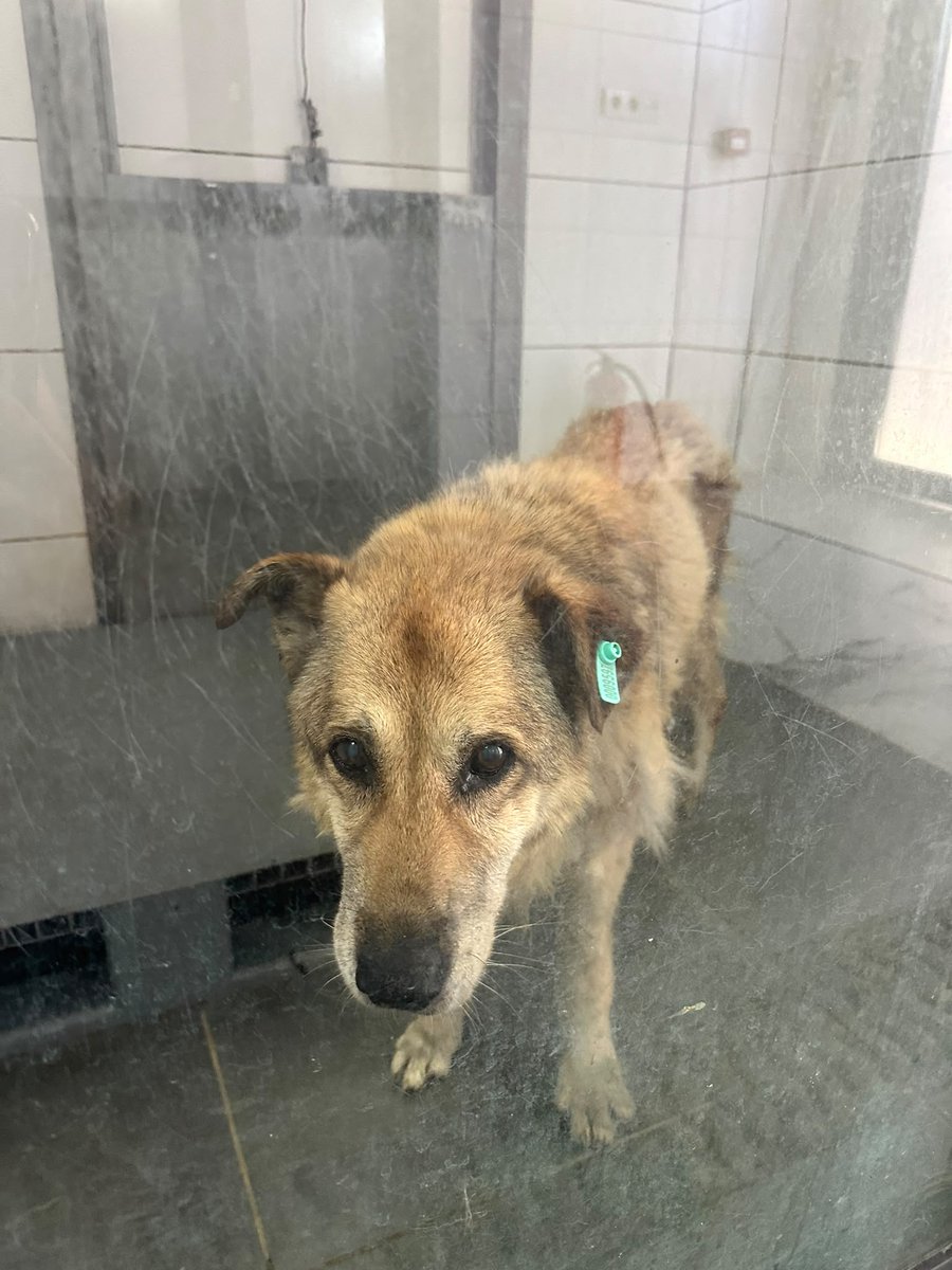 ZeynepDerya's tweet photo. Neden köpeğimizi aldınız Nazlıcan senelerdir bizimle yaşıyor uslu uslu oturuyor şirketin önünde arkadaşımızı getirin ait olduğu yere lütfen @sislibelediyesi https://t.co/SJNz99dvJE
