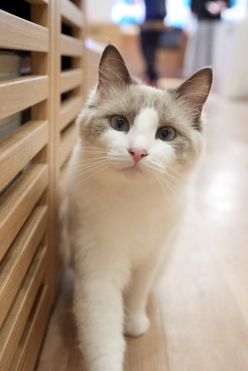 akihirocamera's tweet photo. #cat #catcafe #puchimarry #cute #photo #ilce7sm3 #sel2470gm2 https://t.co/5dyqjsPVnE