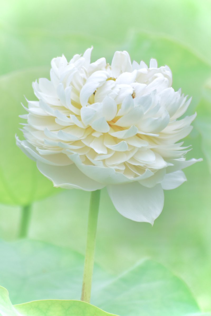 satomin_161's tweet photo. 蓮の花🤍 https://t.co/TMewPhXBRS