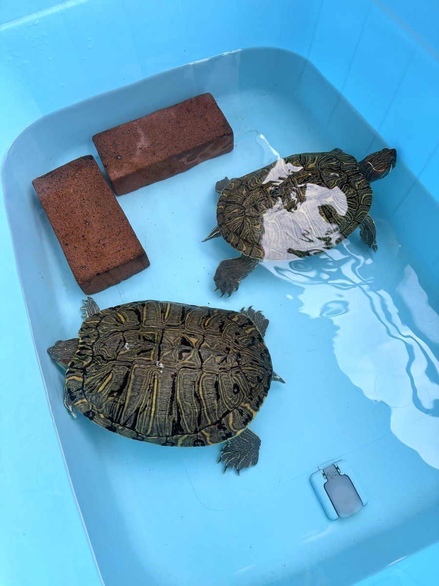 cicuco's tweet photo. 水換えおっけー🐢🐢 https://t.co/VIg1BUm68u
