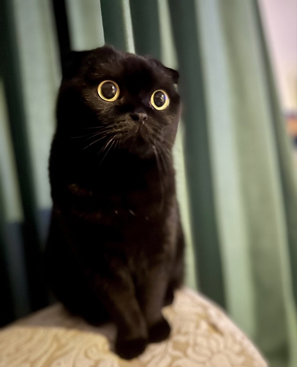 絵文字顔 (´◉ω◉` ) の黒猫 🐈‍⬛