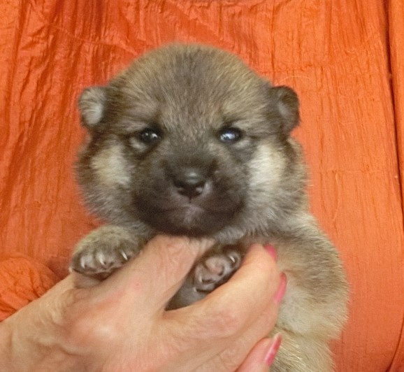 shiba_bibby's tweet photo. 🐾子犬情報が更新されました🐾
先日からご紹介している熊本県の「豆柴ハウス あい」さん。
ビビィ🐕️のふるさと犬舎です

6月中旬生まれの子犬たちの写真が新しく公開されています✨黒柴３匹＆赤柴2
匹。6月上旬生まれの子たちは、5匹のうち4匹に新しい家族が決まりました😊　一匹ご家族募集中です
今回更新された子たちも含め、まだ素敵なご縁を待っている子がいます。私も実際に犬舎を訪ねましたが、一頭一頭を大切に育てているブリーダーさんです。
豆柴を迎えたいと考えている方は、ぜひ子犬情報をご覧ください🍀
（子犬情報はこちら）
https://t.co/Wd1oQK9JA3子犬情報
#柴犬 #豆柴 #子犬 #熊本 #家族募集中