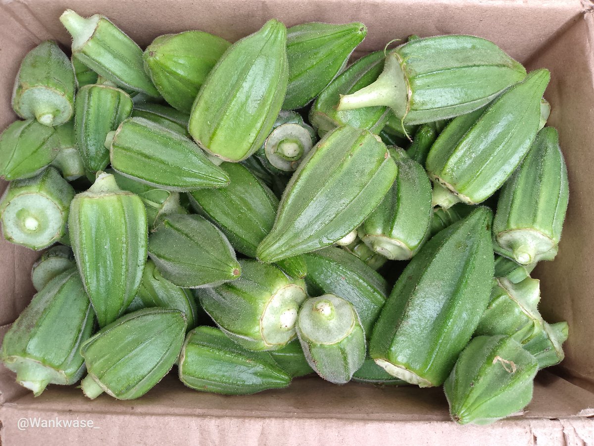 Wankwase_'s tweet photo. All Available, Affordable and In Season 🤤🥹

All Healthy and Fresh from the Farm.

All From Benue Healthy and Fertile Land

Send A DM

📞07076557536
📍 Makurdi, Benue State. https://t.co/kEFAiBNHFy