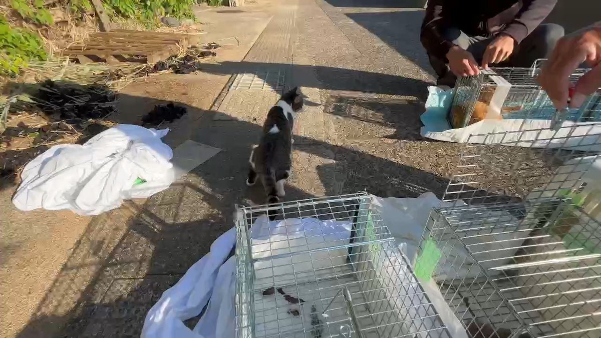 nekoinuwideshow's tweet photo. 島民144人の小さな離島・福岡県「姫島」は、その人数を超える200匹以上のネコが暮らしている。
しかしその裏では、糞尿被害や漁師の魚が荒らされるなどの深刻な問題が多発していました。
人間とネコが真に共生できる島へと変わり始めた軌跡を追います。

7/9（木）よる9時！
 
#ネコいぬワイドショー
#BS朝日