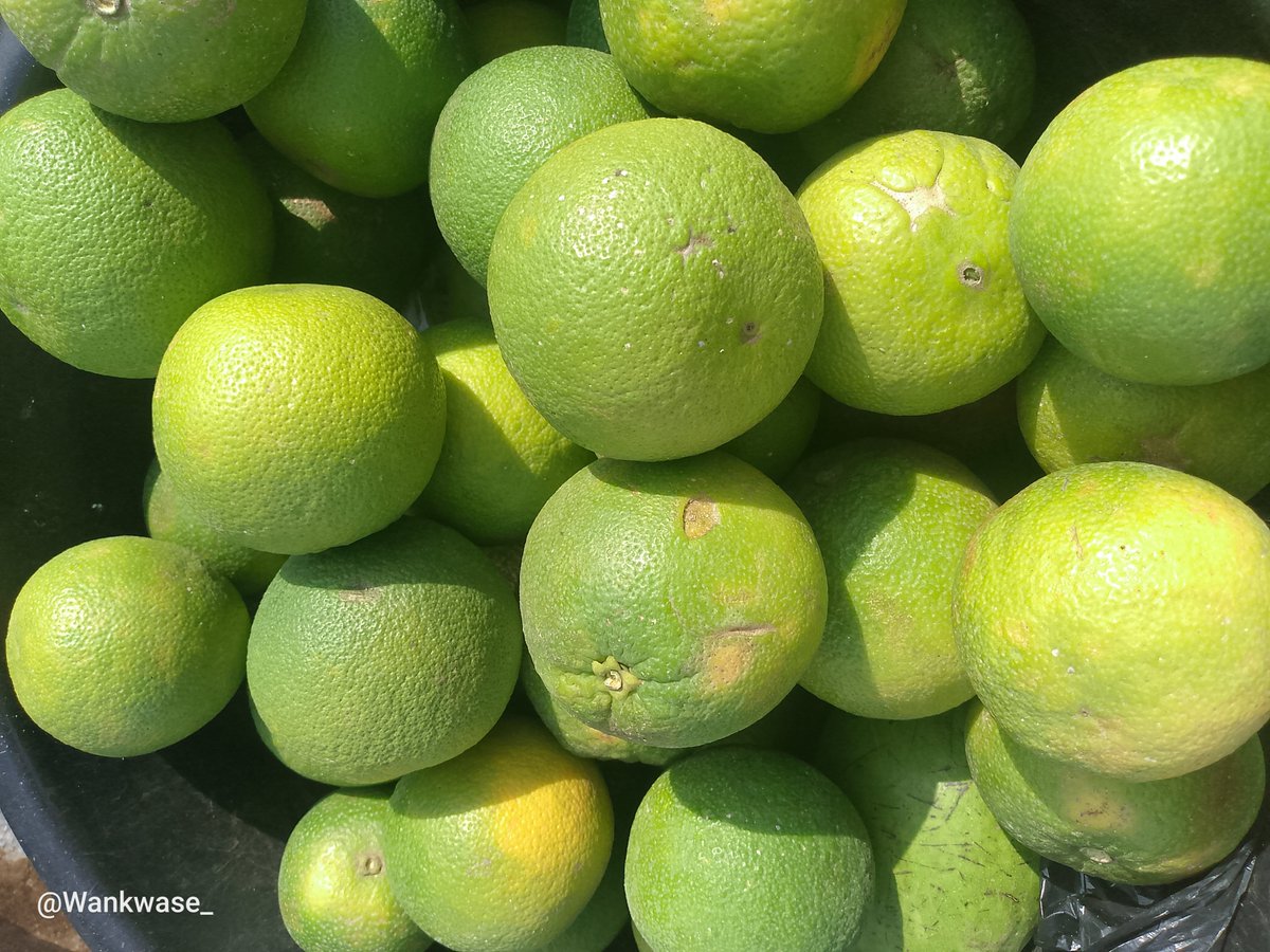 Wankwase_'s tweet photo. All Available, Affordable and In Season 🤤🥹

All Healthy and Fresh from the Farm.

All From Benue Healthy and Fertile Land

Send A DM

📞07076557536
📍 Makurdi, Benue State. https://t.co/kEFAiBNHFy