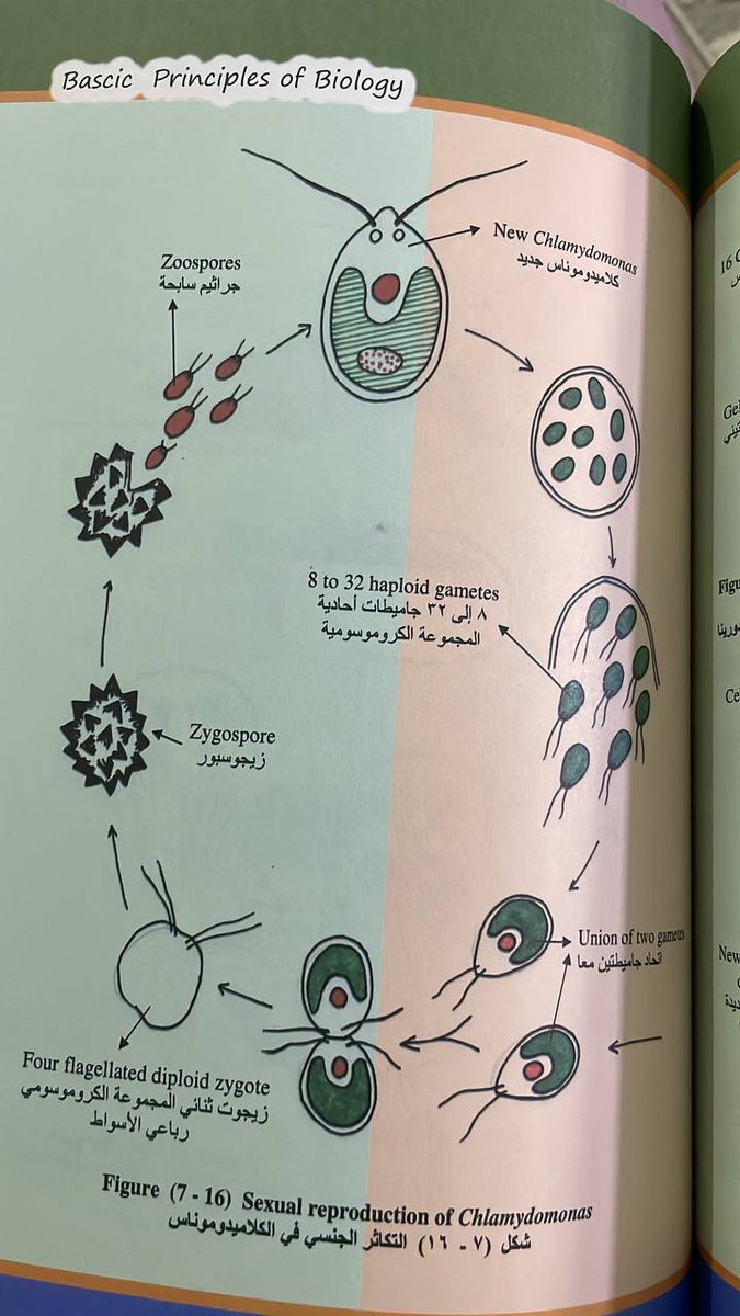 AHMAD_M_HR's tweet photo. � من النقاط المهمة:
في التكاثر الجنسي للكلاميدوموناس تتحد جاميتان أحاديتا المجموعة الكروموسومية لتكوين زيجوت ثنائي المجموعة الكروموسومية، ثم يتكون الزيجوسبور الذي يُنتج أفرادًا جديدة.

#الرخصة_المهنية_أحياء https://t.co/eEZ536VjRq