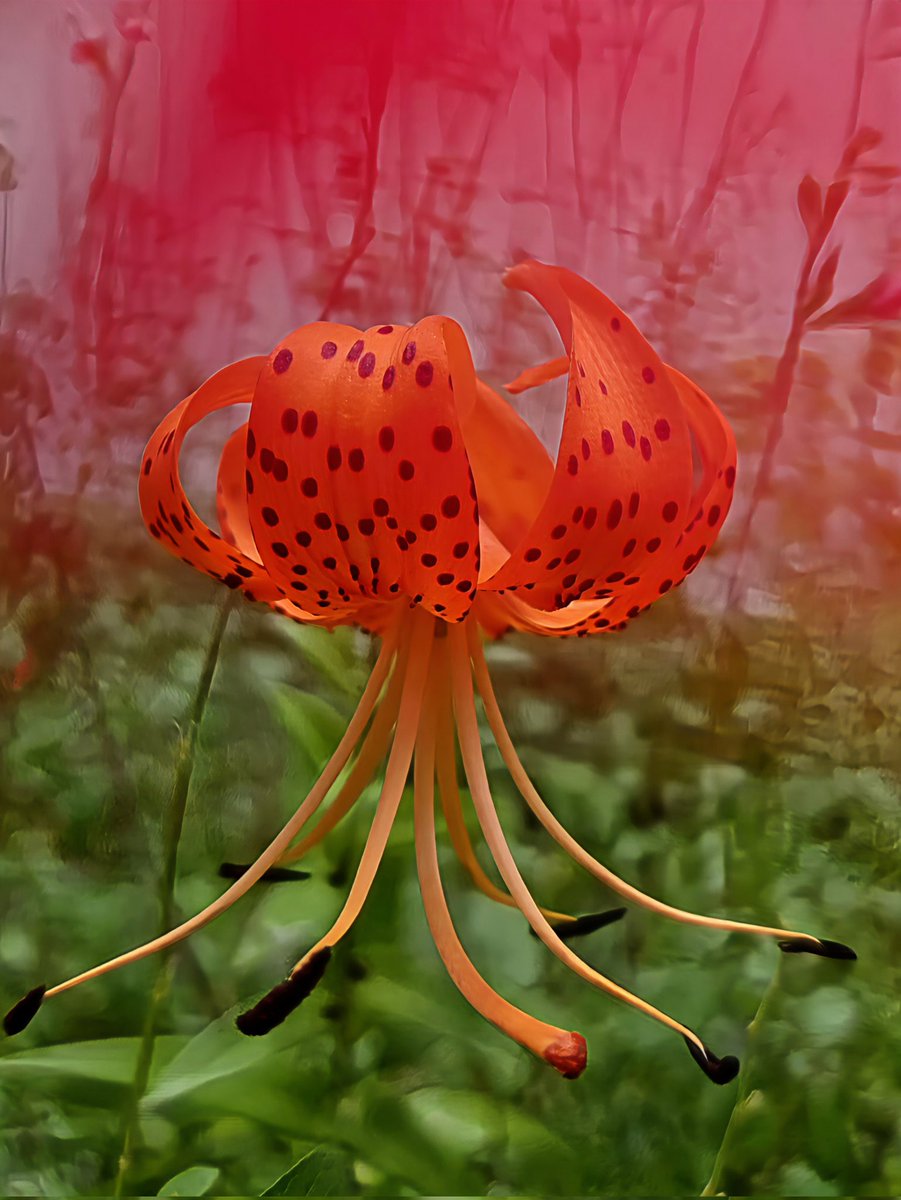 🌸Tiger Lily 🌸💚✨️🌿 ​#tigerlily #wildflowers #flowers