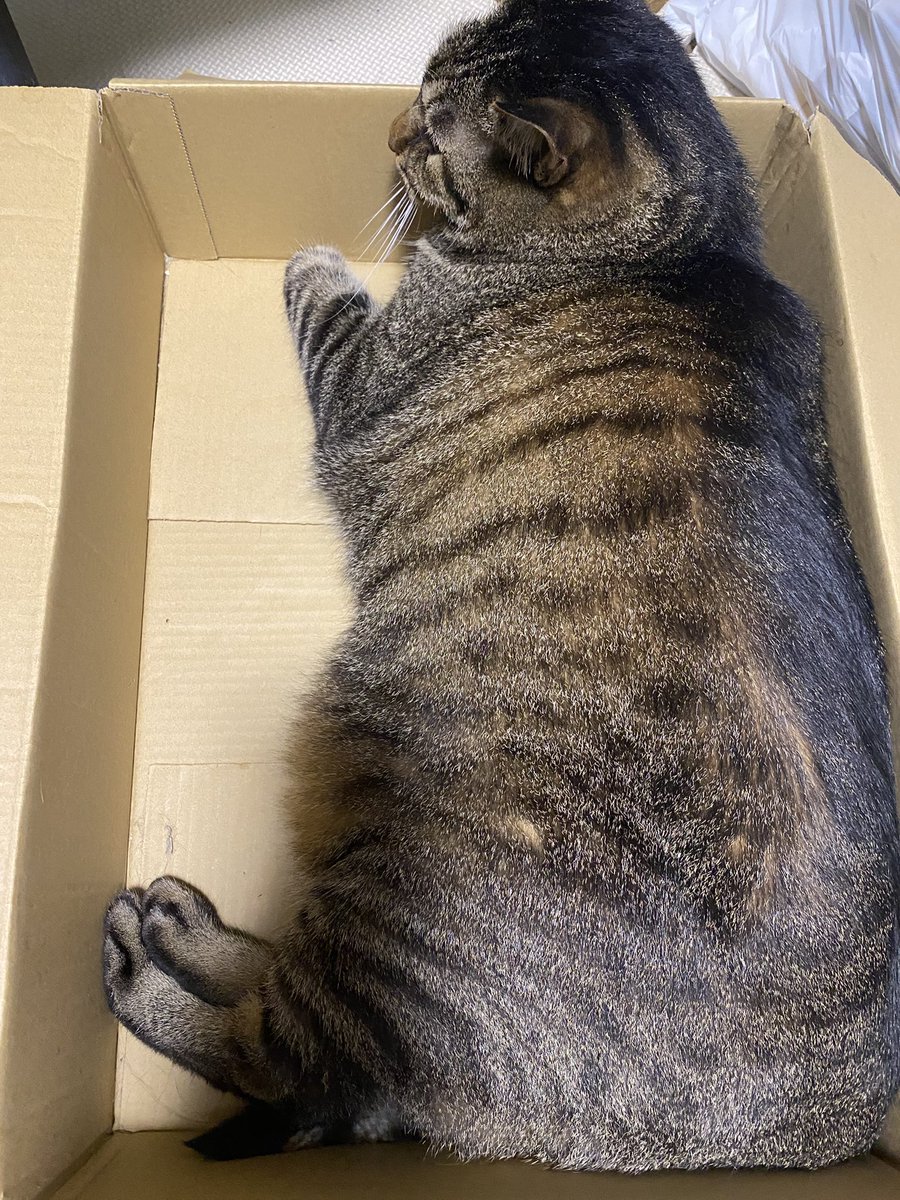 r24_kinoko's tweet photo. 8kg強のねこ https://t.co/xumfFlwoma