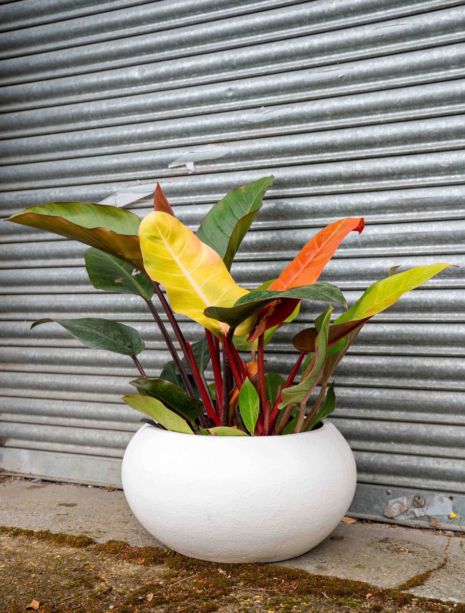 plants_atwork's tweet photo. Drumroll please... 🥁 The results are in for the Favourite Office Plant of the Year 2026!
Huge congratulations to the Philodendron!
Find out which other plants made the top 3 and why our members love them: https://t.co/LLCLBl5xWO
#PlantsAtWorkWeek #BiophilicDesign #OfficePlants https://t.co/mJMoUklvVO