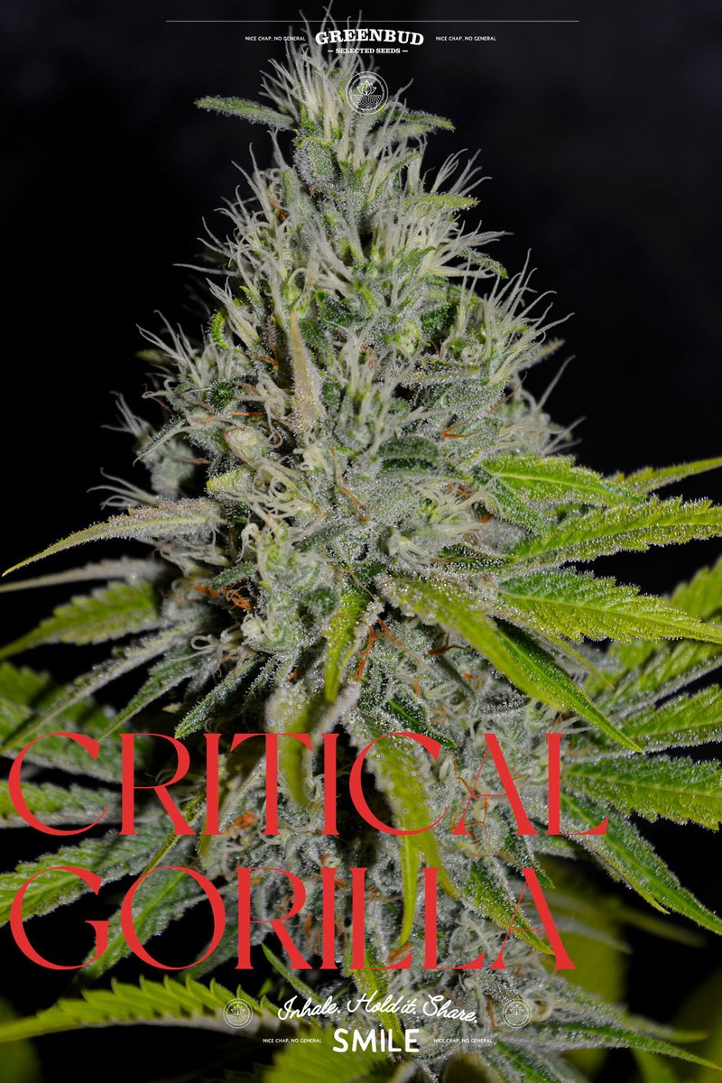 GreenbudSeeds's tweet photo. Welcome to THE GREEN DISTRICT.

Where every street leads to resin, every corner smells of fresh flowers, and the undisputed king of the neighbourhood is Critical Gorilla.

Massive yields. Thick trichome coverage. Legendary Gorilla power.

🌱 #GreenbudSeeds #cannabiscommunity https://t.co/K03KMtluGe