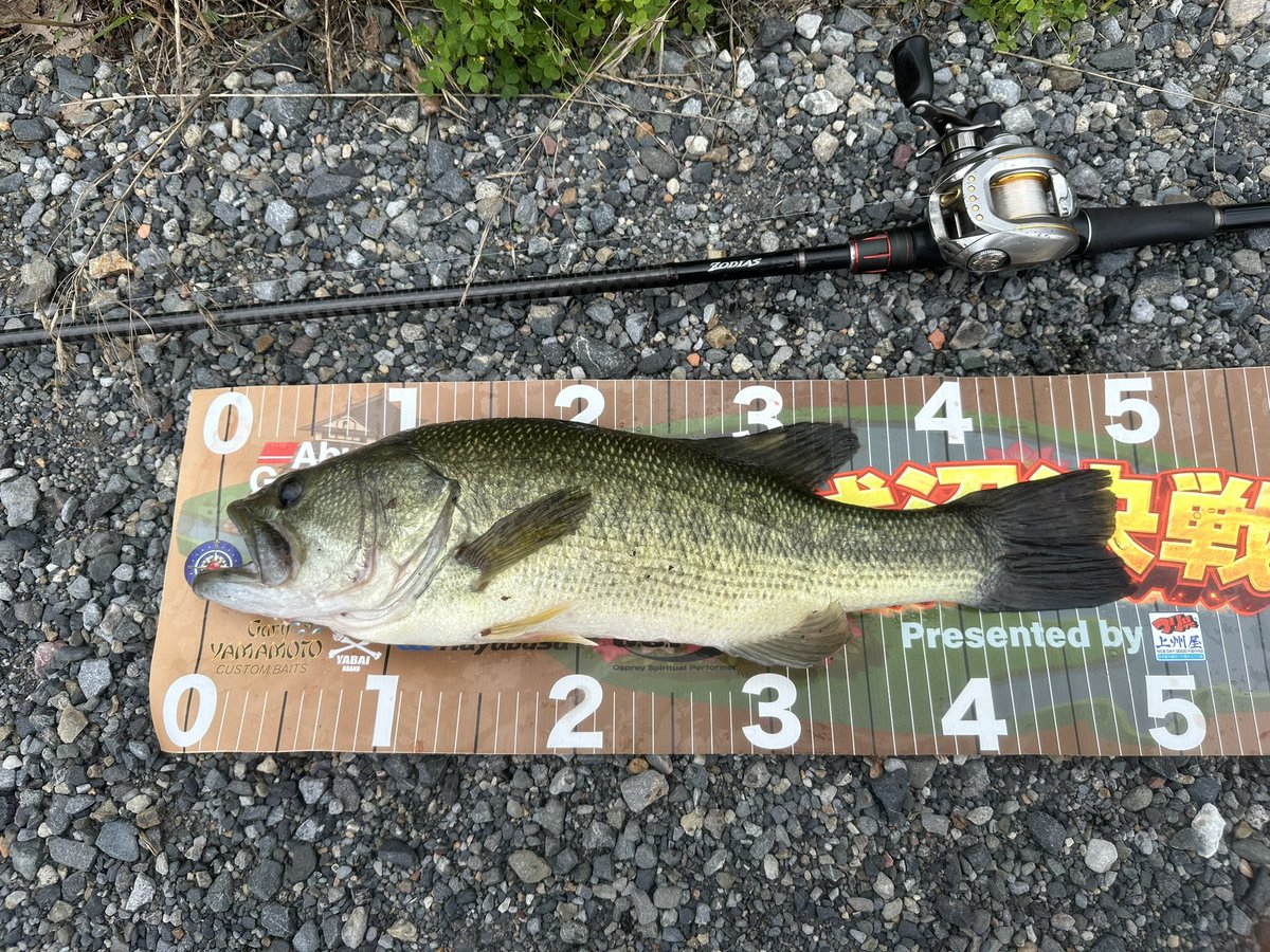 piguret18's tweet photo. 短時間🎣
ブラインドサイトで1🐟
#バス釣り https://t.co/7MkcGRZVSs
