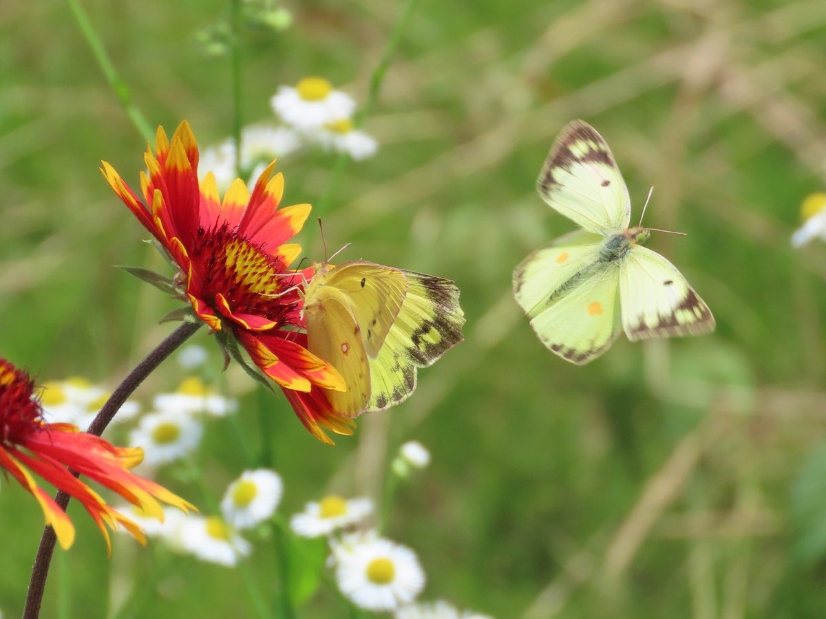 南大阪・河内長野市 寺ヶ池 7.8昼 モンキチョウのカップル🦋 モンキ子