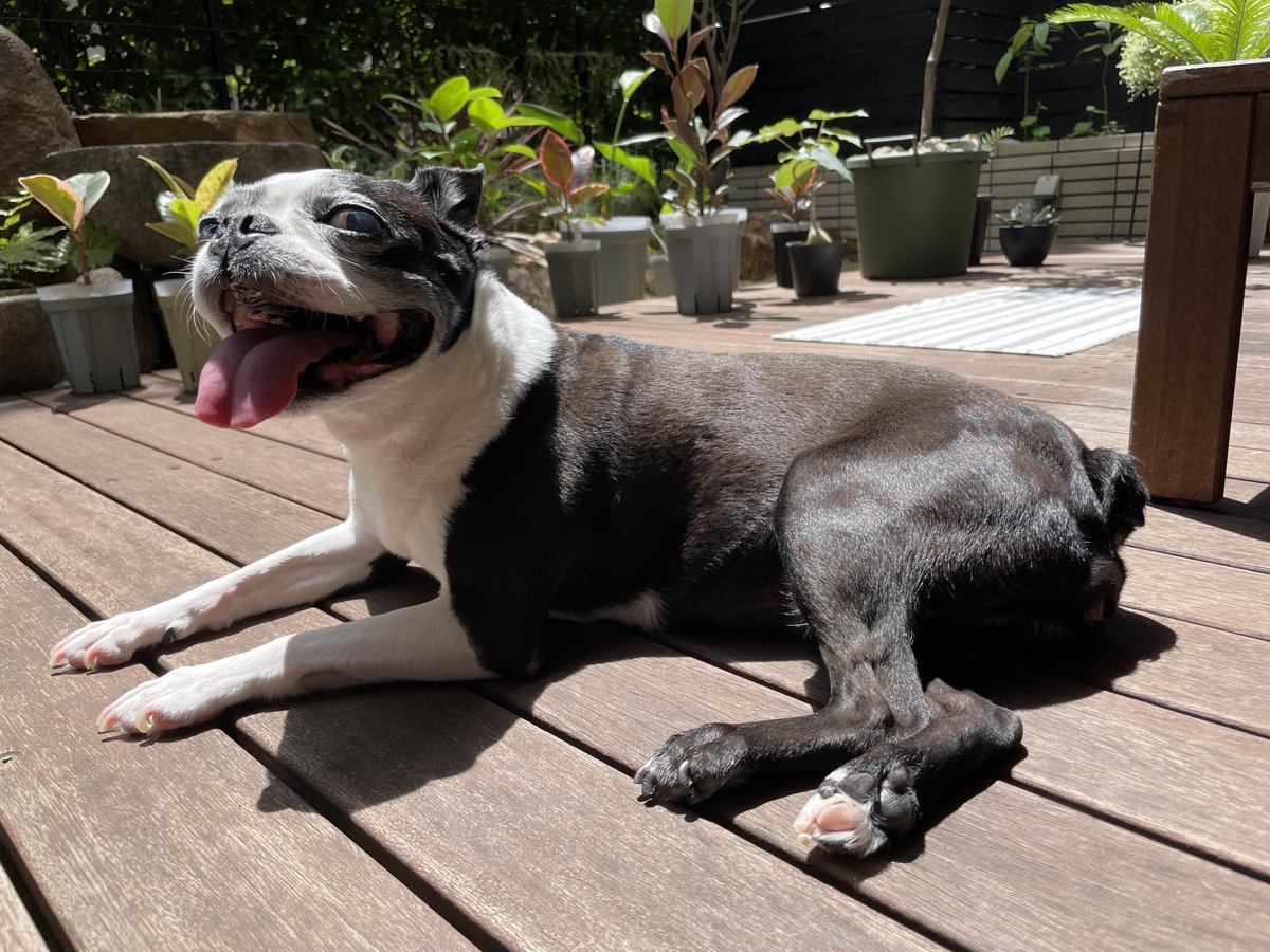 bowmoon's tweet photo. 朝から大好きなお日様浴びて☀️怪しい笑顔のポロン🐶 https://t.co/79iylSaZ4k
