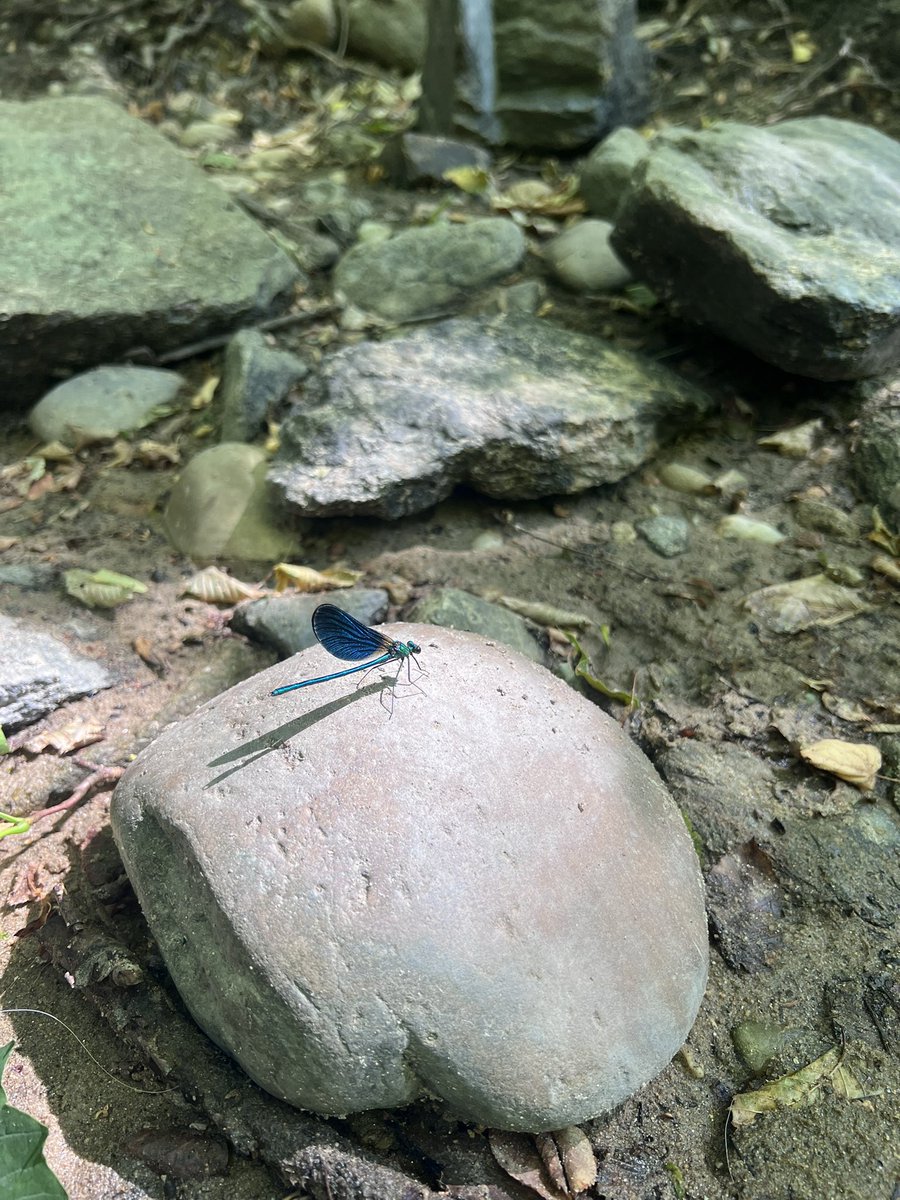 EARochard's tweet photo. Life comes at you fast, sitting by the stream, watching the flow, out of the water, in the stillness. Waiting. https://t.co/YTTUfEIbsa