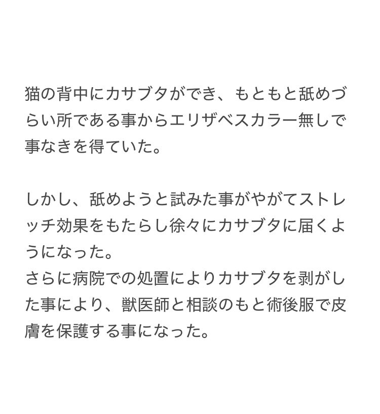 yalalalalalala's tweet photo. 【猫の術後服に注意が必要な理由】 https://t.co/wYtodYEOMz