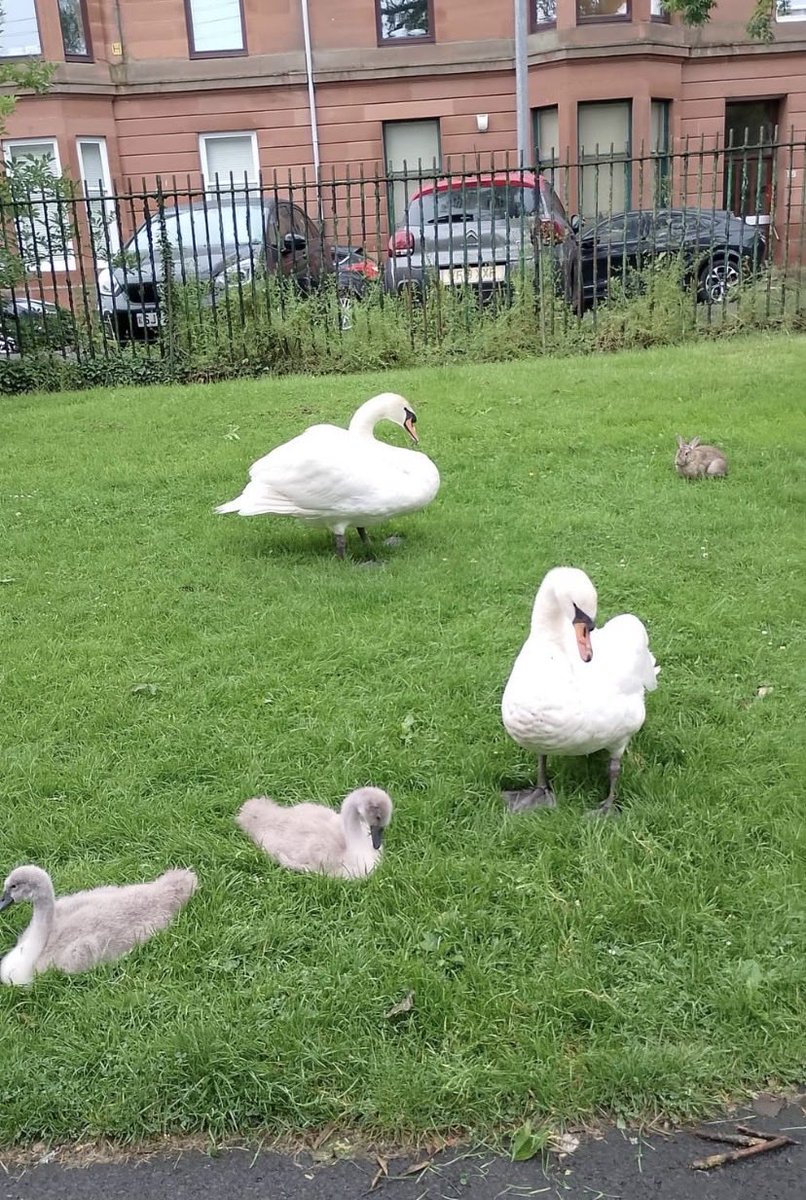 itssamanthaaaa_'s tweet photo. this bunny has been trying to become friends with these swans babies for a few days and they keep chasing him away so he just sits at a distance chewing grass 🥹 https://t.co/7sz4nbj6Gx