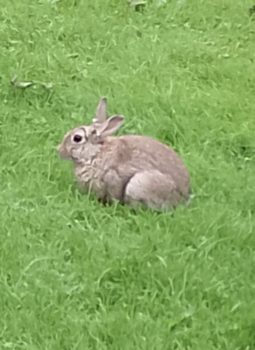 itssamanthaaaa_'s tweet photo. this bunny has been trying to become friends with these swans babies for a few days and they keep chasing him away so he just sits at a distance chewing grass 🥹 https://t.co/7sz4nbj6Gx