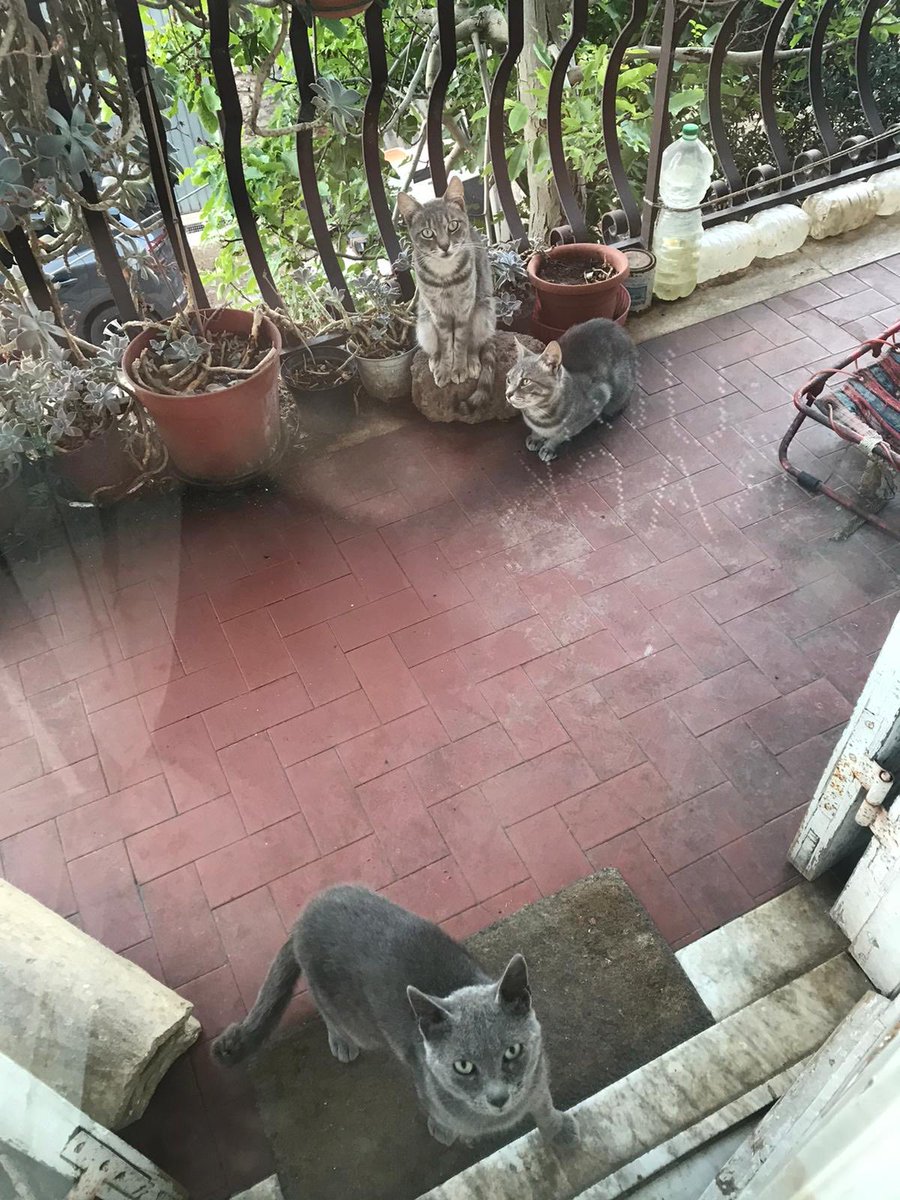 Marziablu8's tweet photo. Buon compleanno anche ai fratelli Scugnizzi 😻😻😻😘💝🎊🎉🎊🎉🎂 https://t.co/KETM2Bm2zH