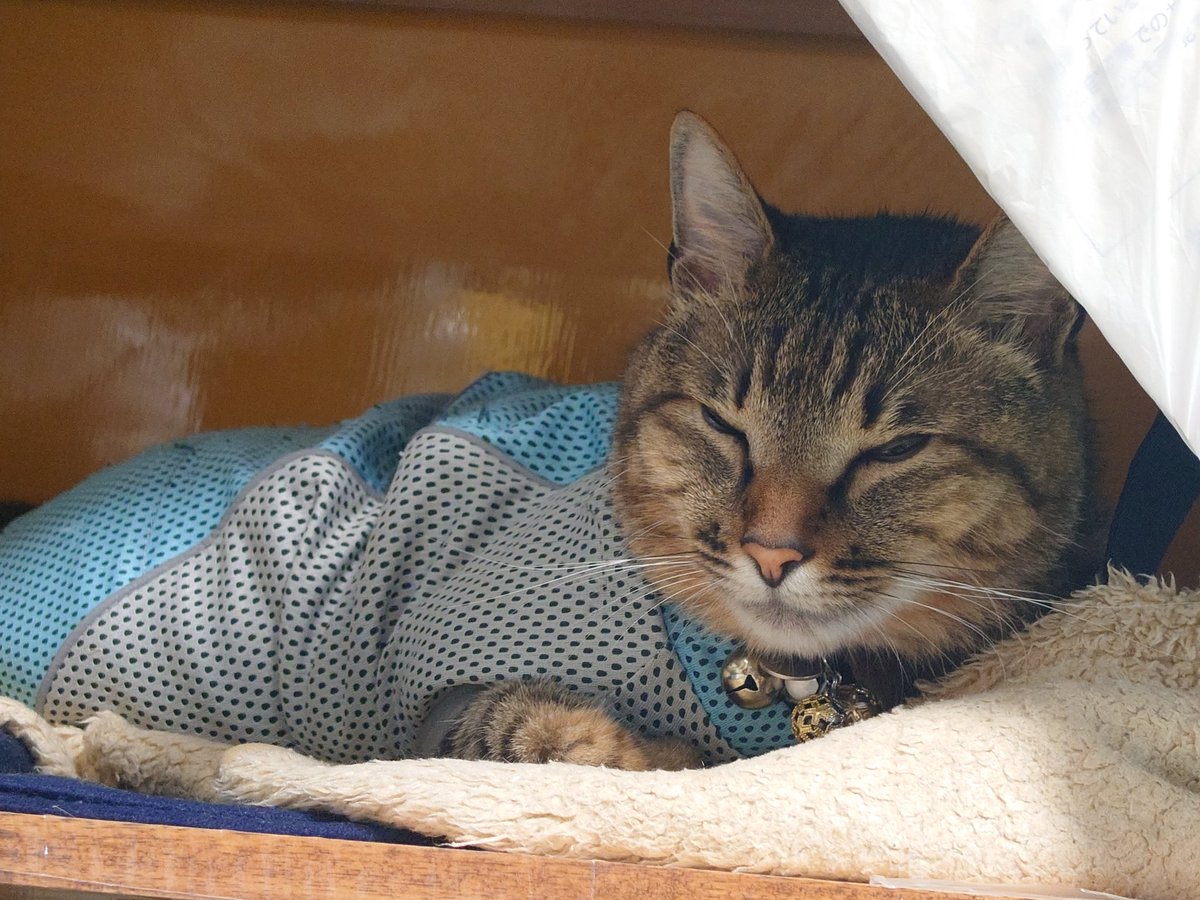 俗に【「眠り猫💤」】状態を装う今日。。 🐱👍…