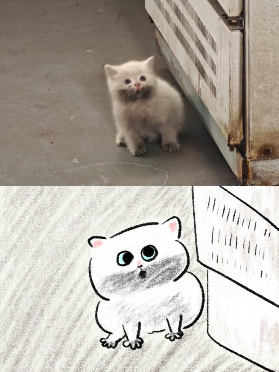 nocontextscats's tweet photo. Cutie https://t.co/C83I6mIRMM