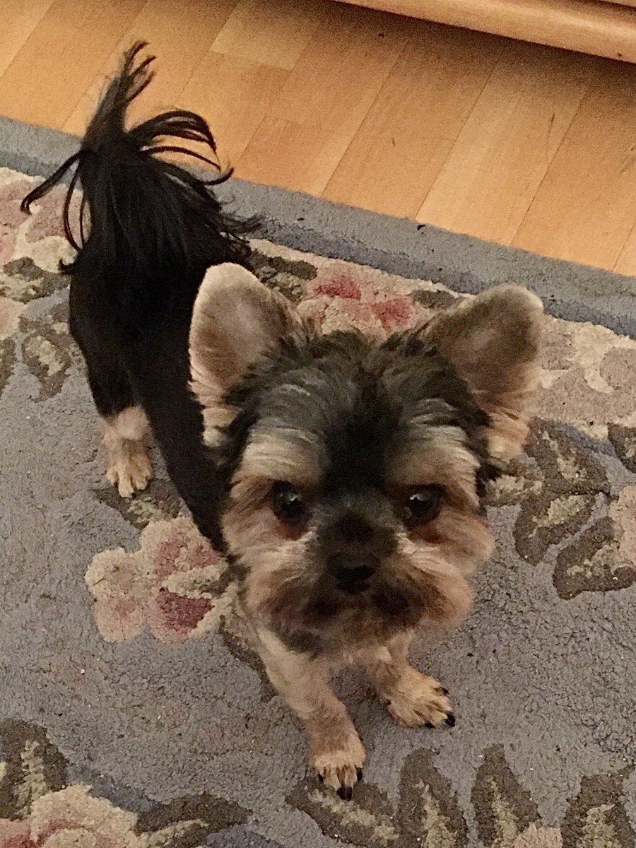 Marceline_68's tweet photo. My two sweet boys, can’t believe they’re already turning 7 in September. Seems like it’s only been a couple of years that they came into my life, showing me what unconditional love and loyalty means. They truly healed me emotionally ❤️❤️❤️‍🩹❤️‍🩹😍😍. https://t.co/dvWW4HFsmB