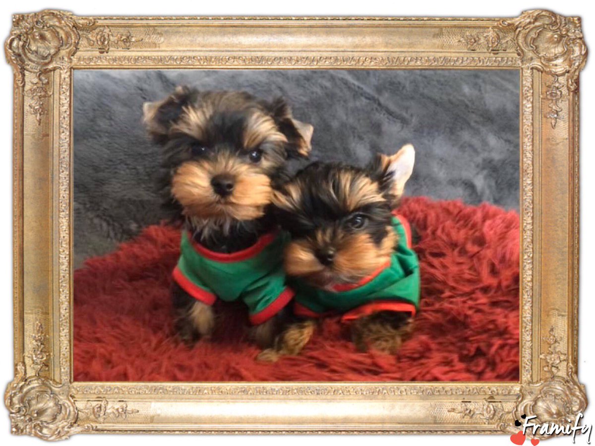 Marceline_68's tweet photo. My two sweet boys, can’t believe they’re already turning 7 in September. Seems like it’s only been a couple of years that they came into my life, showing me what unconditional love and loyalty means. They truly healed me emotionally ❤️❤️❤️‍🩹❤️‍🩹😍😍. https://t.co/dvWW4HFsmB