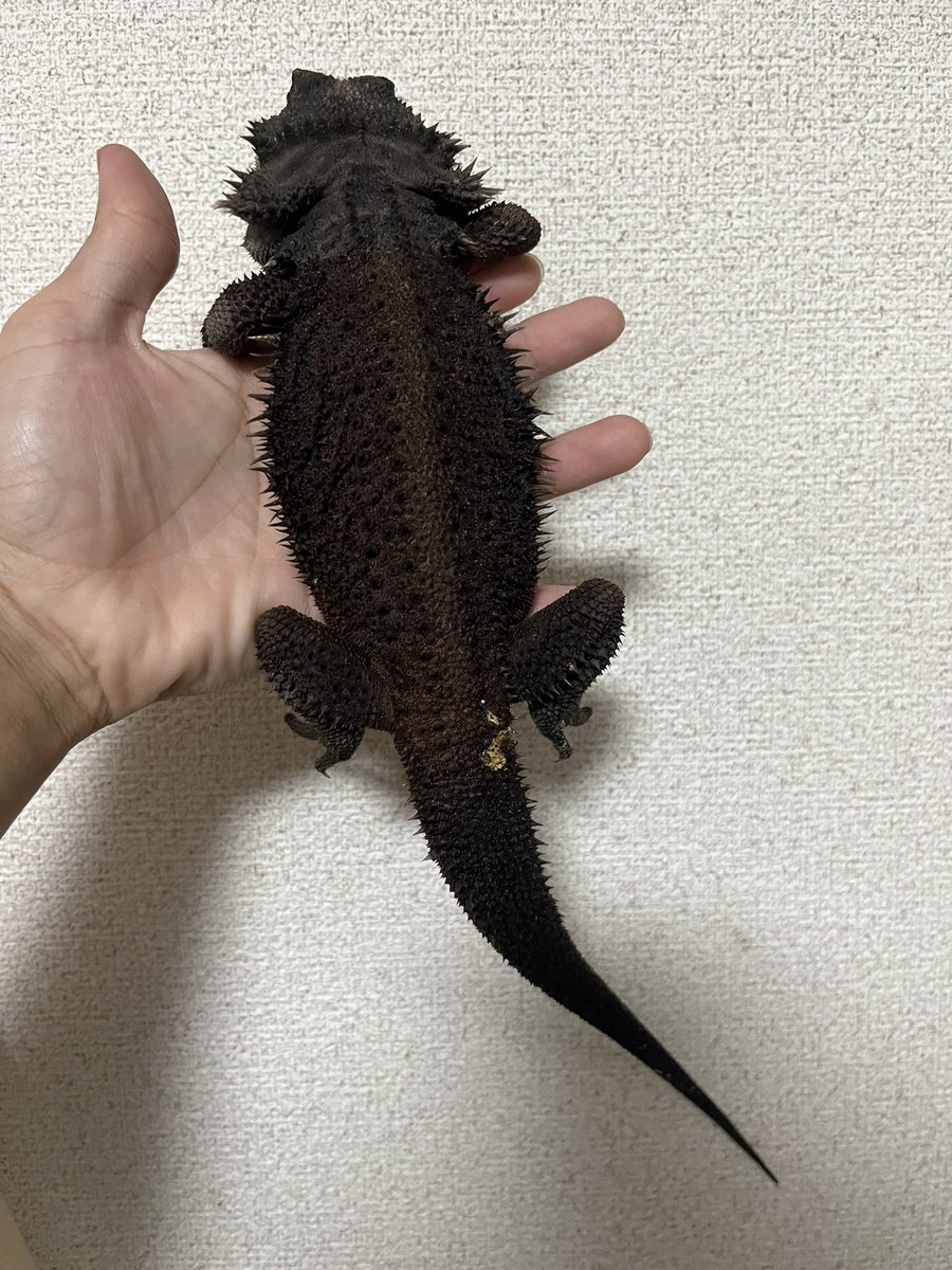 sgwLkwU5MLPoSBu's tweet photo. 大輔さんほんまえぐいって🥺
こんな化ける⁉️

酒が進みます🍶

この後温浴して綺麗にしました😊
温浴後に撮れて🤣

@td9977i4k 

#フトアゴヒゲトカゲ
#beardeddragons
#ダナー
#ダークレッドダナー
#dunnerbeardeddragon https://t.co/aeB45RChHh