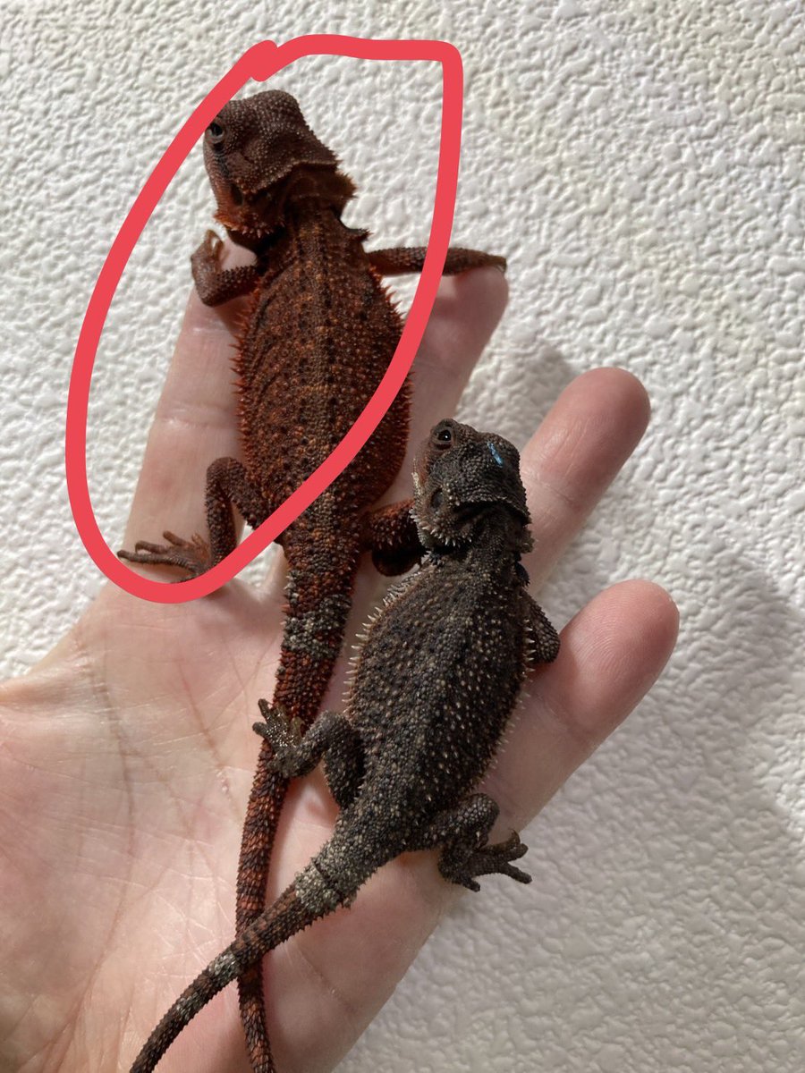 sgwLkwU5MLPoSBu's tweet photo. 大輔さんほんまえぐいって🥺
こんな化ける⁉️

酒が進みます🍶

この後温浴して綺麗にしました😊
温浴後に撮れて🤣

@td9977i4k 

#フトアゴヒゲトカゲ
#beardeddragons
#ダナー
#ダークレッドダナー
#dunnerbeardeddragon https://t.co/aeB45RChHh