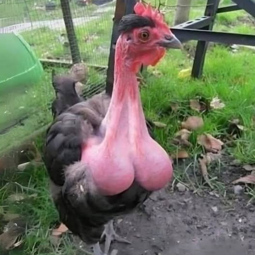 AMAZlNGNATURE's tweet photo. This chicken has no feathers on its neck

Its bare neck is a natural genetic trait that helps it stay cooler in hot climates https://t.co/kmi834T3hZ