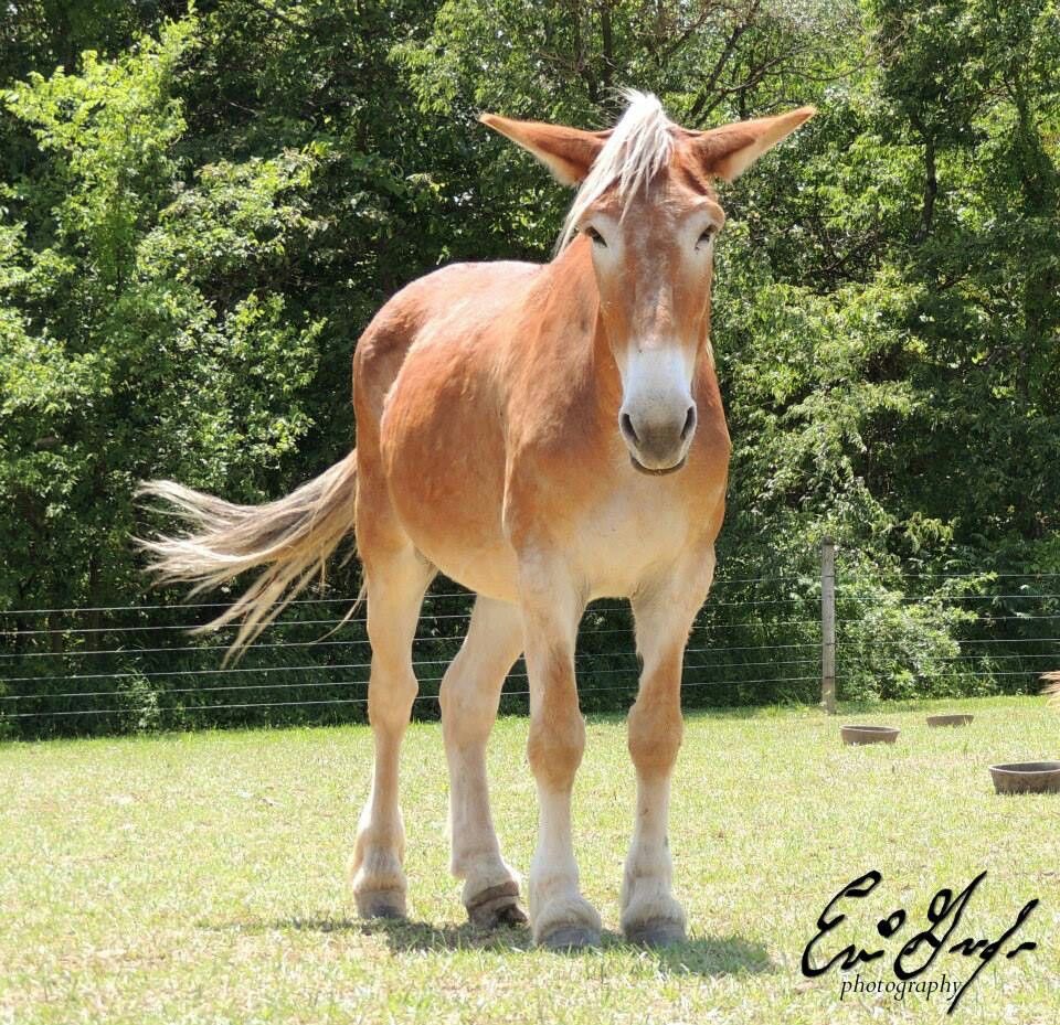 HoofHealthy's tweet photo. @rxzerb1ade Hiiii https://t.co/IL0fSArmTw