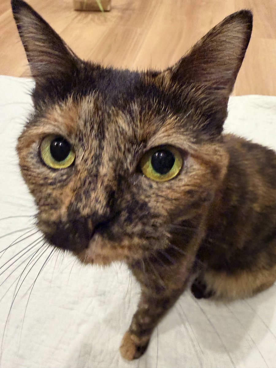 MiroToRita's tweet photo. やっぱりボケ気味に撮れるミロちゃん
#猫
#サビ猫
#猫の居る暮らし https://t.co/RRgpes9JHS