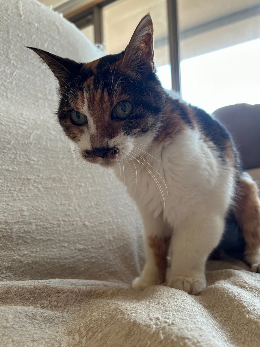 三毛猫