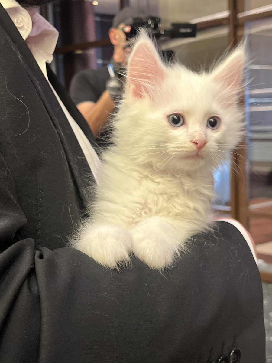 Hancock2001's tweet photo. We interrupt our coverage of the very important NATO meeting to bring you the news that there’s a kitten in the press centre!

Meet the gorgeous little Akız 🥹 😭

Only in Turkey! https://t.co/58j69IATQx