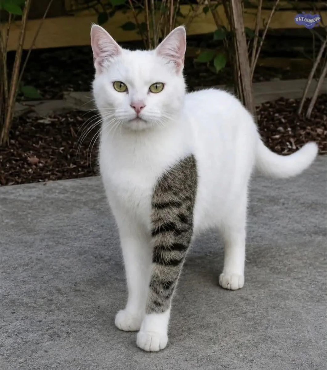CuteCatsMagic tweet picture