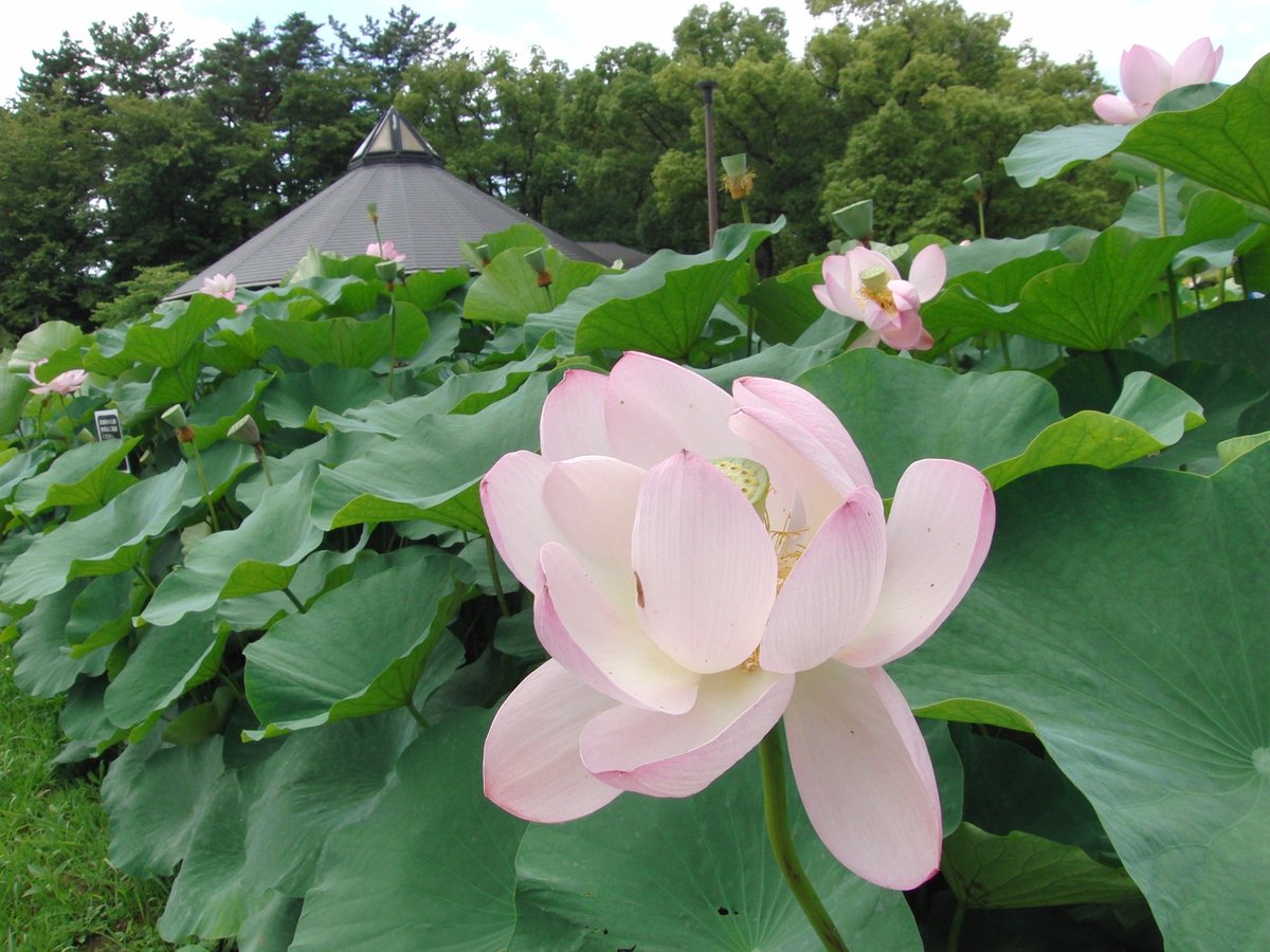1000mi0's tweet photo. CASIO EX-FH20
千葉公園
#オールドコンデジ #EXILIM #CASIO #千葉公園 #千葉市 #ハス https://t.co/xud02aqTpH