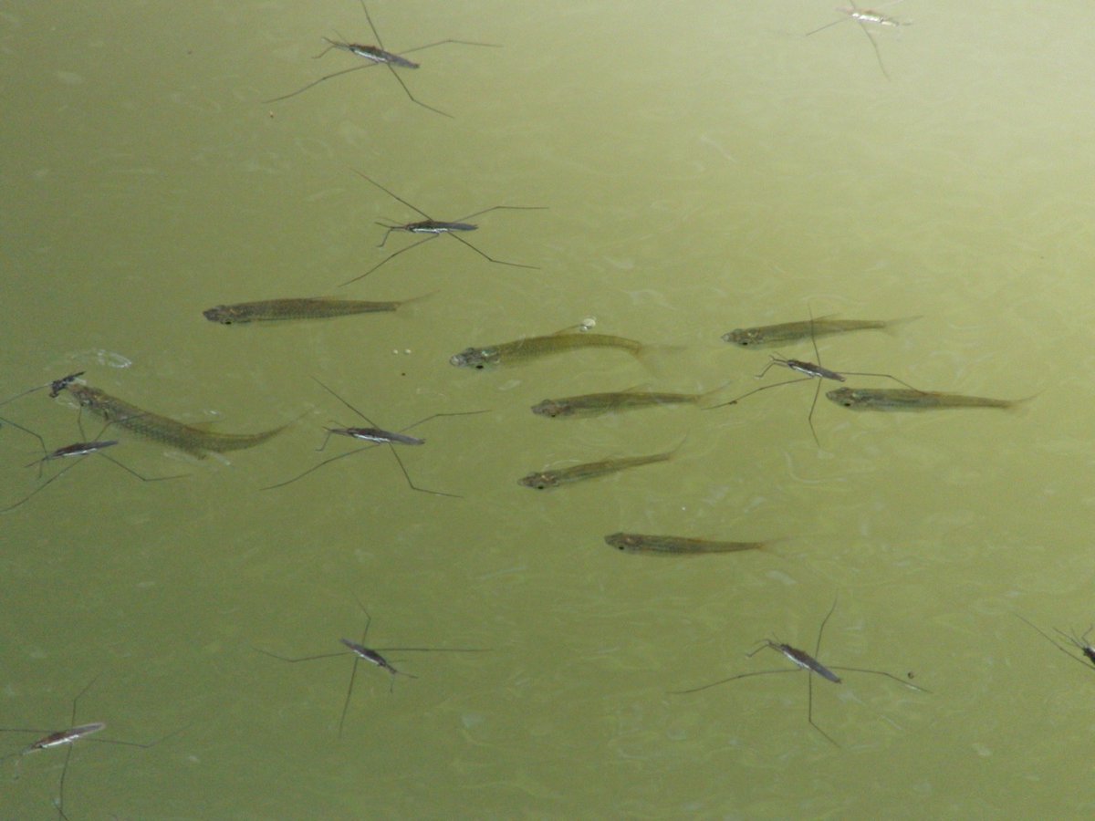1000mi0's tweet photo. CASIO EX-FH20
千葉公園
アメンボと魚
#オールドコンデジ #EXILIM #CASIO #千葉公園 #千葉市 https://t.co/6k1IyFE0Bo