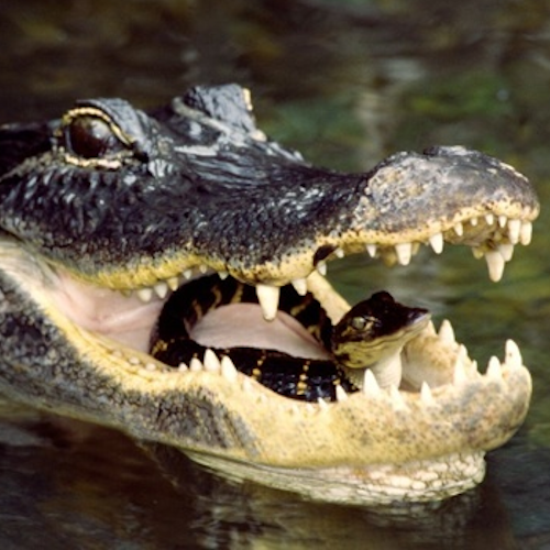 AMAZlNGNATURE's tweet photo. Mother crocodiles carry their babies in their mouths

After the eggs hatch, they gently transport their young to the water despite having one of the strongest bites ever measured https://t.co/45YK8GY05i