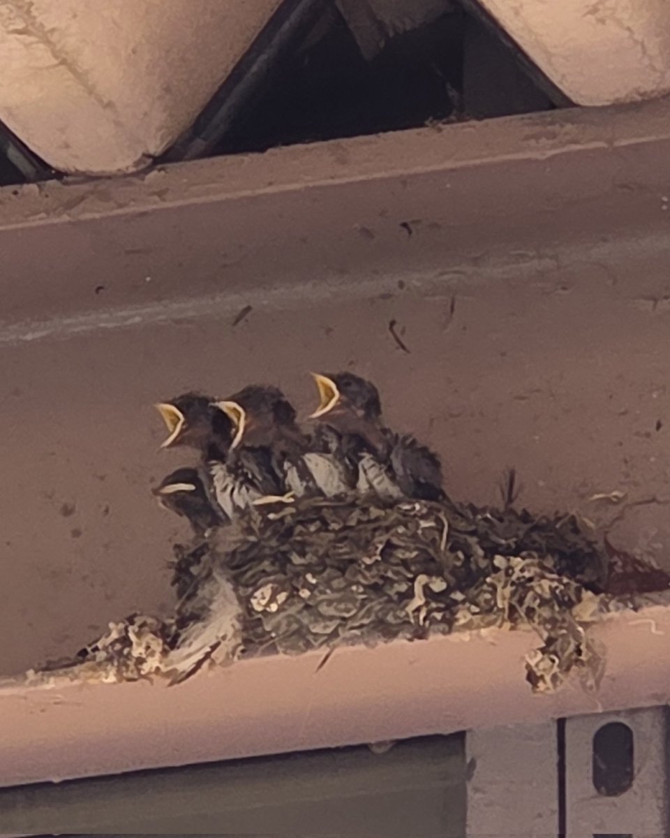 zero602's tweet photo. 暑い暑い夏がやって来る
生きる力振り絞って
がんばれ頑張れ～

#渡り鳥
#つばめ https://t.co/g3FO36yNpW