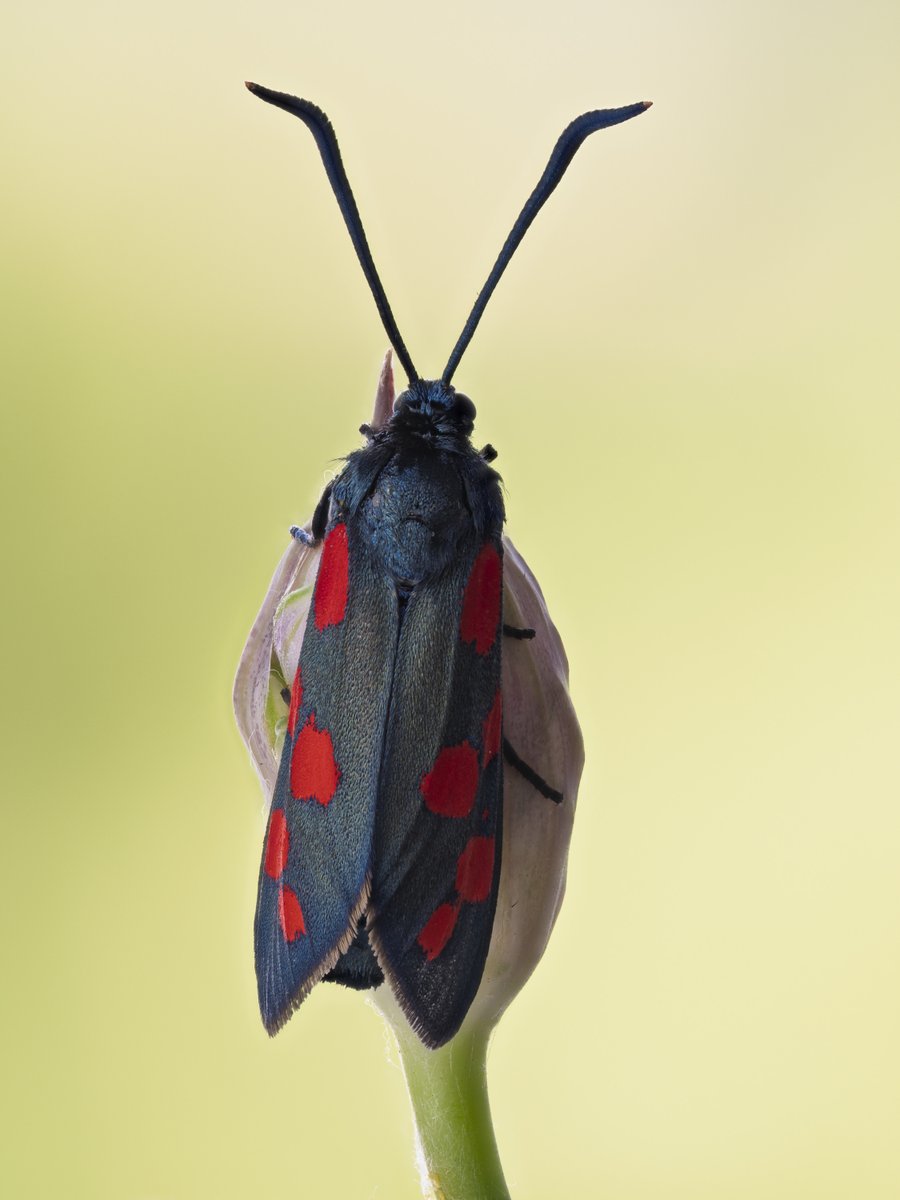 bernd_flicker's tweet photo. Sechsfleck-Widderchen (Zygaena filipendulae)
Dieser tagaktive #Falter besitzt sechs rote Flecken auf den Vorderflügeln und leuchtend rote Hinterflügel. Er zählt zu den wenigen #Insekten, die cyanogene Glycoside produzieren und aus Futterpflanzen wie #Hornklee aufnehmen.🌿 https://t.co/o94GLoA81K