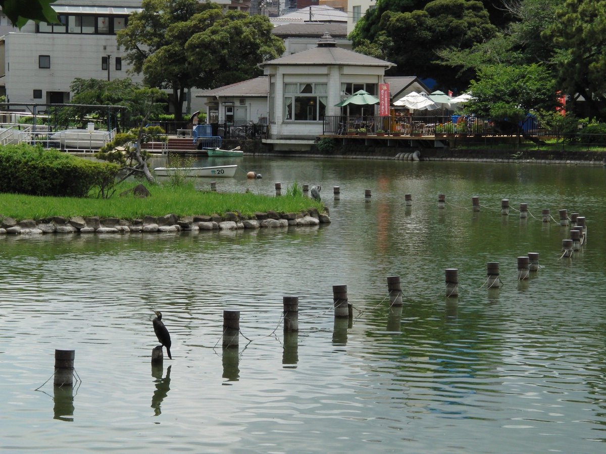 1000mi0's tweet photo. CASIO EX-FH20
千葉公園
#オールドコンデジ #EXILIM #CASIO #千葉公園 #千葉市 https://t.co/QGc90Cmg3V