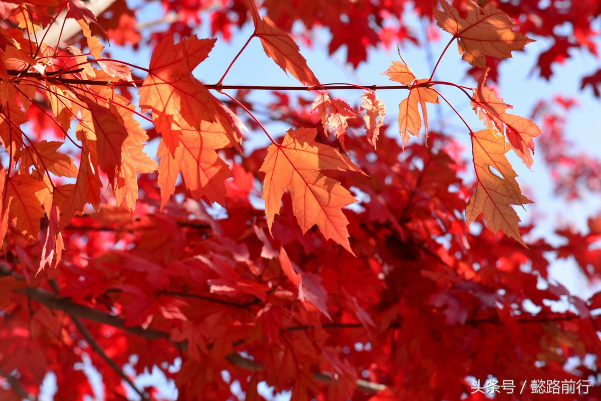 RoryCerdan's tweet photo. Bright morning sun + crisp autumn breeze = perfect time to sip warm coffee and watch maple leaves dance outside https://t.co/MKSLAZknSd