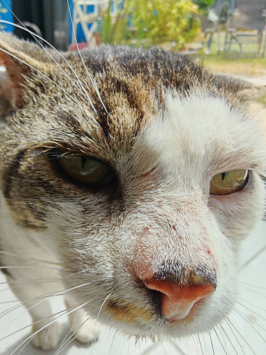 LEGUERRIERchat's tweet photo. T'as des jeux sur ton téléphone ? https://t.co/kHoEIkr8B0