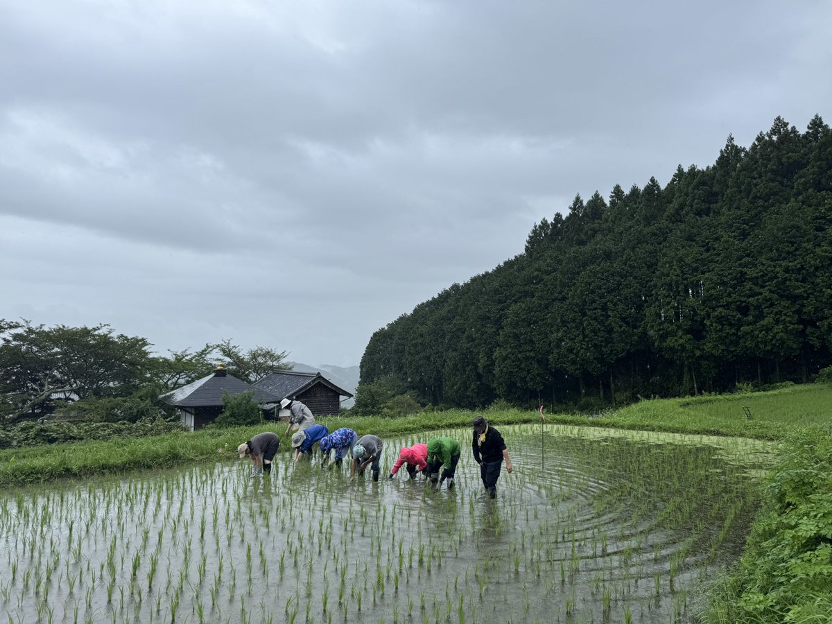 roshutan's tweet photo. 月曜日は風の森無農薬秋津穂の田んぼの草抜きに行ってきました
このお米は当店でお出ししてるS風の森になります
その後は蔵見学もさせていただき��意義な一日でした

本日もお席まだまだ空いてます
お待ちしてます！ https://t.co/lWOFIEh4L7