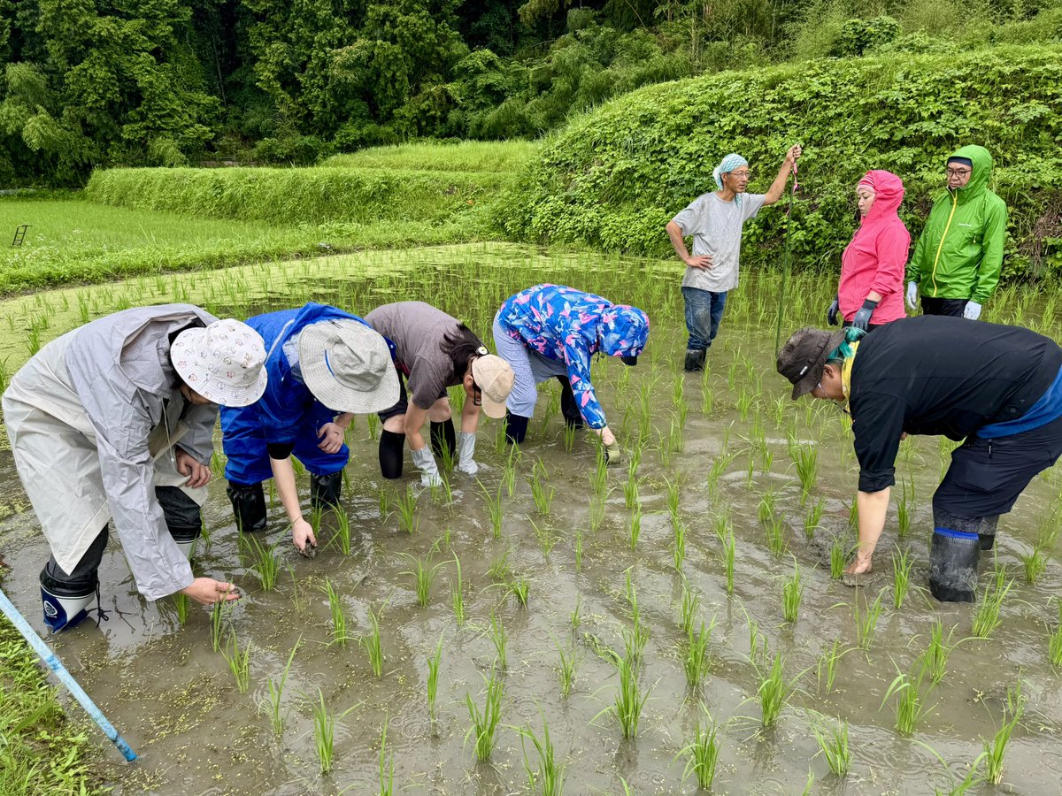 roshutan's tweet photo. 月曜日は風の森無農薬秋津穂の田んぼの草抜きに行ってきました
このお米は当店でお出ししてるS風の森になります
その後は蔵見学もさせていただき��意義な一日でした

本日もお席まだまだ空いてます
お待ちしてます！ https://t.co/lWOFIEh4L7