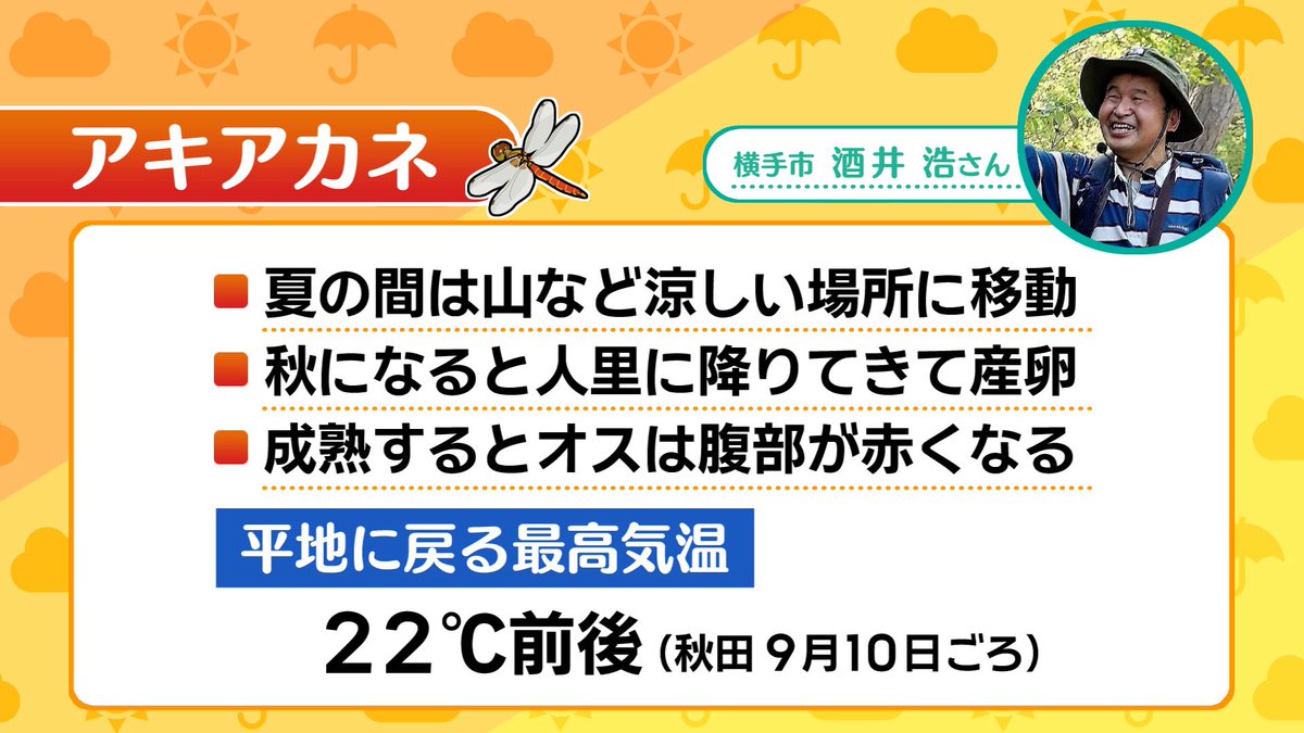 jm7gav's tweet photo. 秋田市内でこのようなトンボをみかけました。
では、このトンボは何でしょう？
横手市の酒井先生によりますとアキアカネとのことでした。
詳しくは「わださんのお天気ですか〜？」で、野球の天気と併せてお伝えいたします。 https://t.co/g08w256yYs