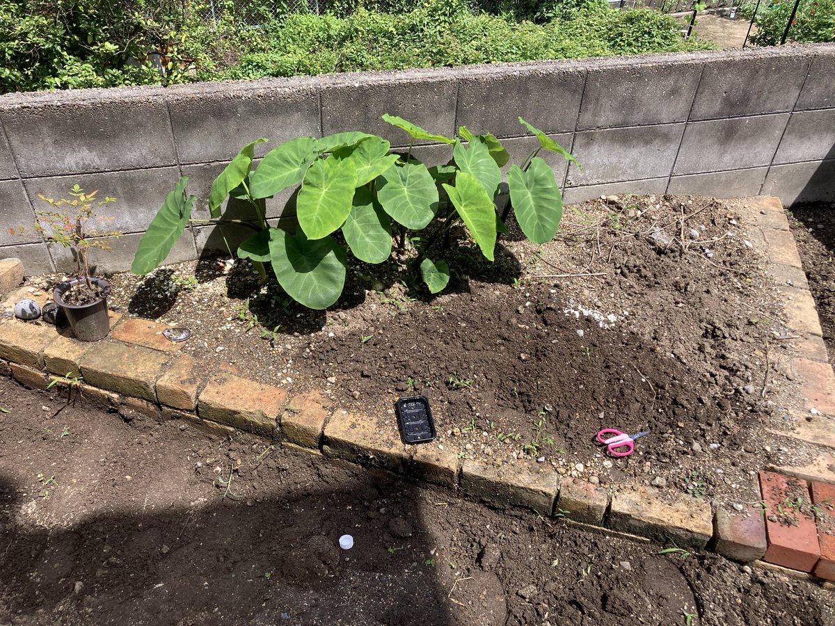 Hikari8jo135's tweet photo. 実家の八丈島では無限紫蘇や無限パセリがあったがあれに憧れ、せっかく庭付きなので家庭菜園してみることに🥬

以前いただいた紫蘇の苗は虫に食われ枯らしてしまったので、今回はプランター＆ベランダでもチャレンジ(  •̀ •́ )୨⚑︎゛

無事に芽が出ますように……！
4枚目の立派な葉は里芋です👏 https://t.co/C89XckZgRH