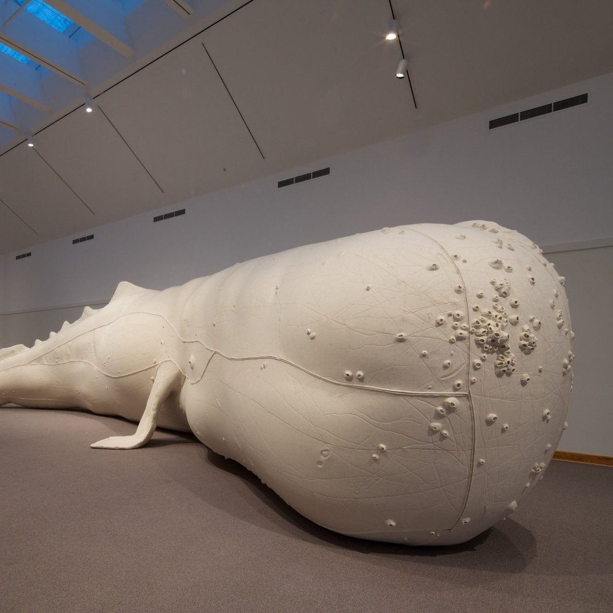AMAZlNGNATURE's tweet photo. This is a replica of Mocha Dick, history's most famous sperm whale

The 70-foot whale reportedly fought off nearly 100 whaling ships, sank around 20 and evaded capture for almost 30 years https://t.co/bDENEiFOPX