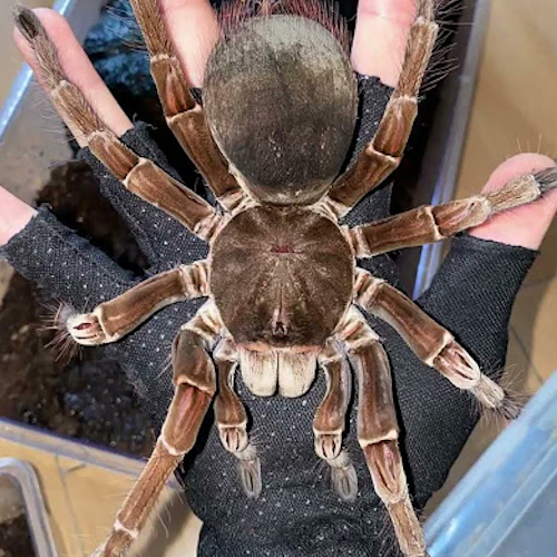 AMAZlNGNATURE's tweet photo. The Goliath birdeater is the largest spider on Earth by mass

The Goliath birdeater is large enough to eat birds and small rodents
 But those are rare meals. Most of its diet consists of insects and other small animals. https://t.co/GHZorQgrLE