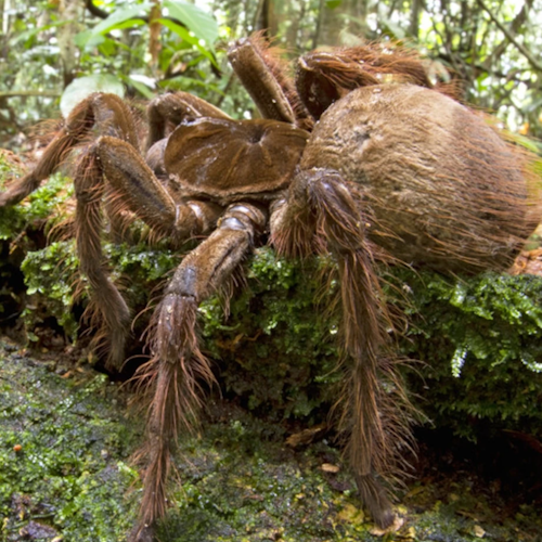 AMAZlNGNATURE's tweet photo. The Goliath birdeater is the largest spider on Earth by mass

The Goliath birdeater is large enough to eat birds and small rodents
 But those are rare meals. Most of its diet consists of insects and other small animals. https://t.co/GHZorQgrLE